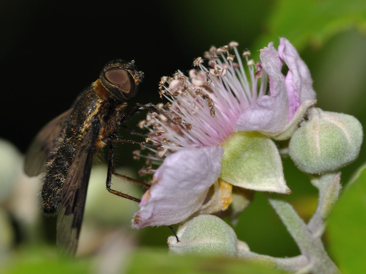 Hemipenthes morio (Bombyliidae)